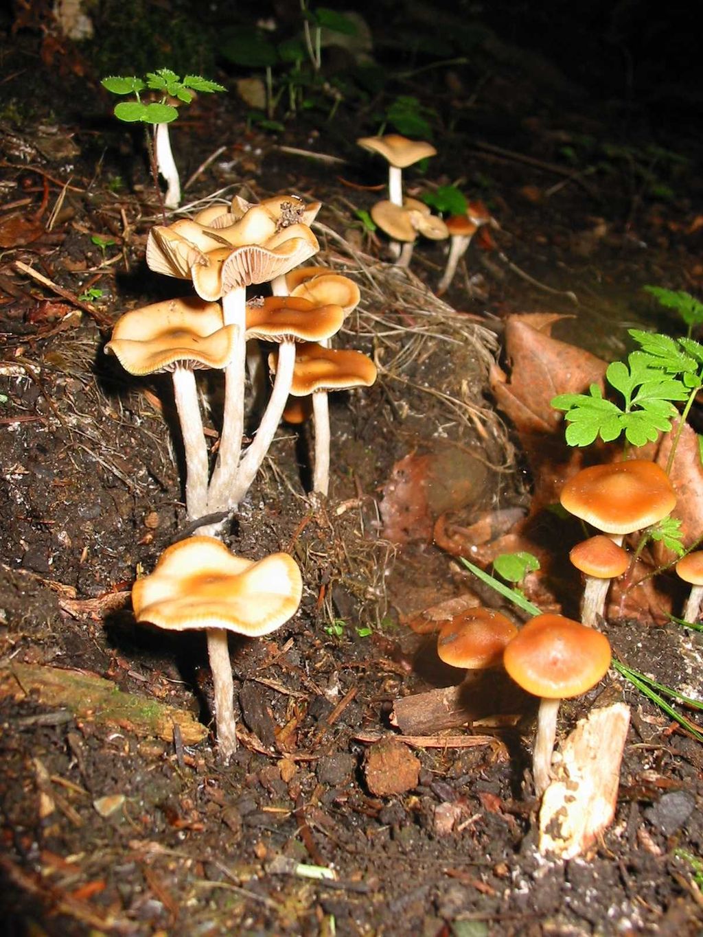 Psilocybe Cyanescens