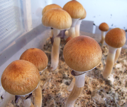 Psilocybe Cubensis