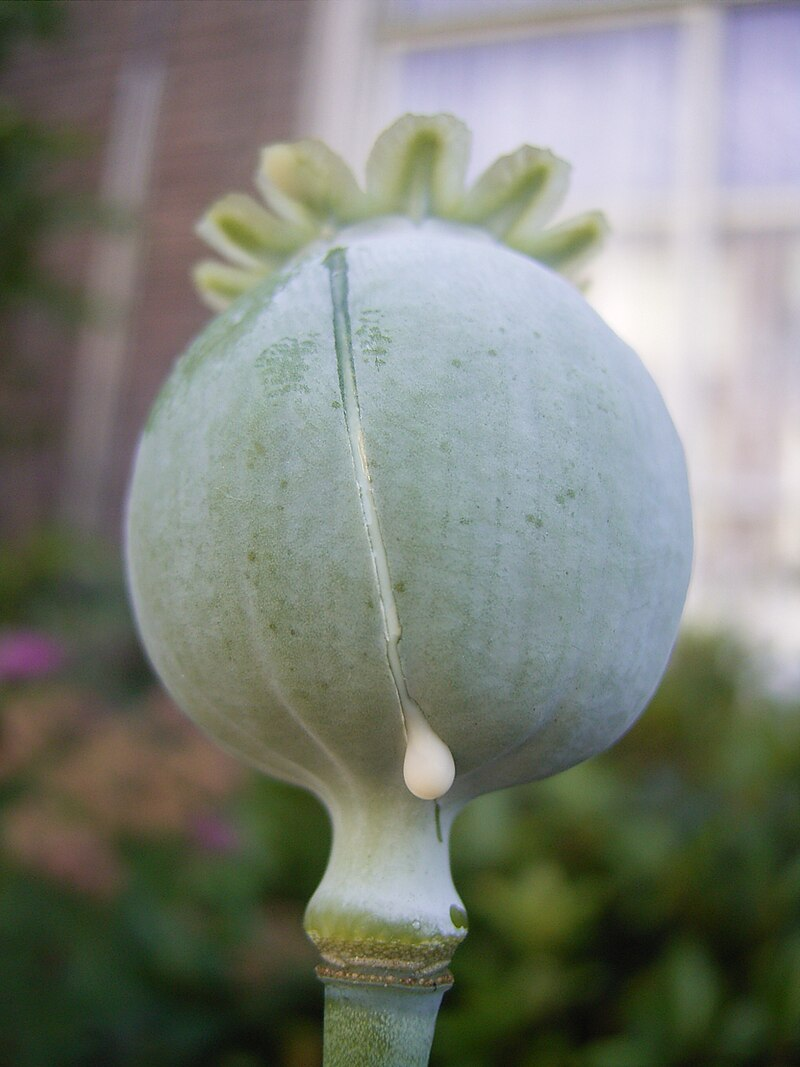 Papaver somniferum (opium poppy) latex