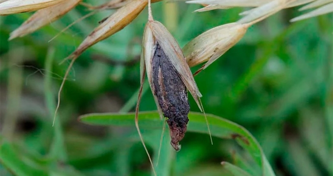 Ergot fungus